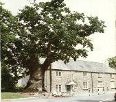 Copleston Oak - Tamerton Foliot_1.jpg